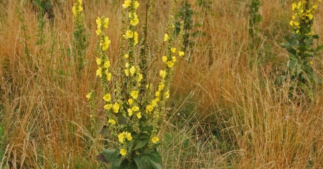 Verbascum thapsus